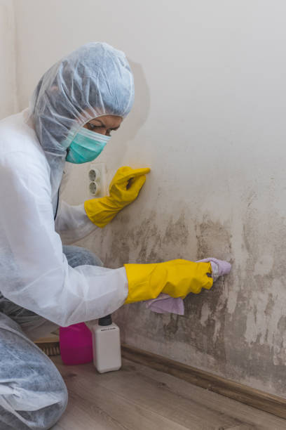 Best Industrial Mold Remediation  in USA